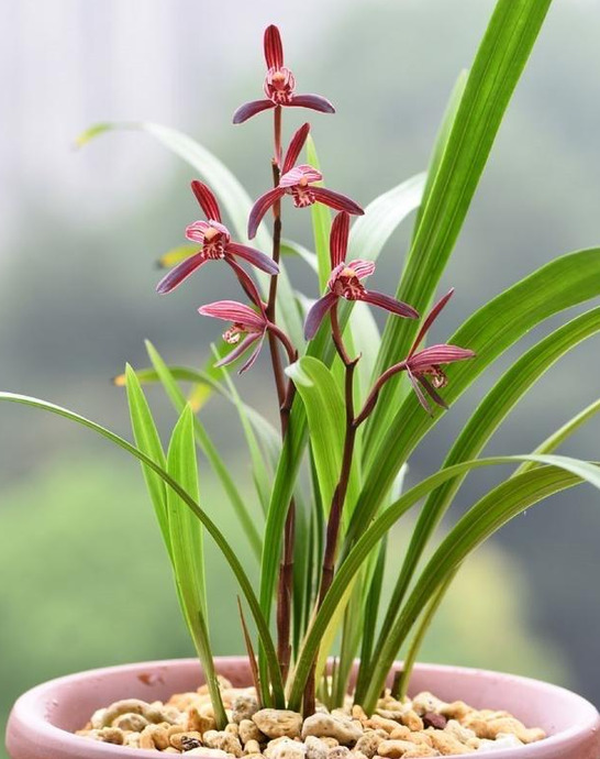 花朵图片唯美【花朵图片大全真实照片】