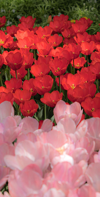 花朵图片唯美小清新【花朵图片ins风】