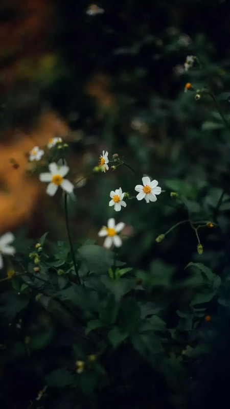 花朵唯美高级感壁纸【花朵图片高级感】