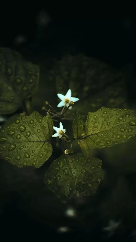 花朵唯美高级感壁纸【花朵图片高级感】