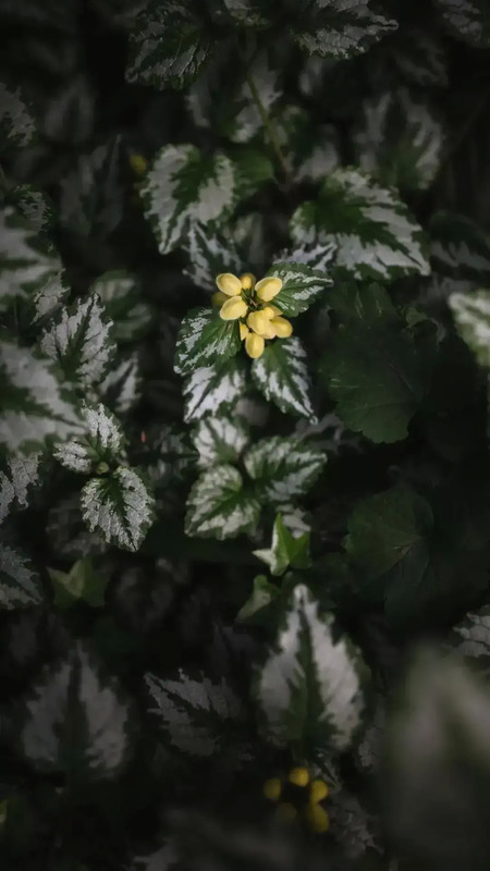 花朵唯美高级感壁纸【花朵图片高级感】