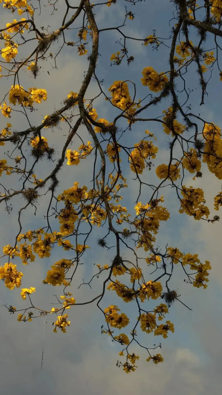 花朵唯美高级感壁纸【花朵图片高级感】