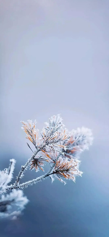 花朵唯美高级感壁纸【花朵图片高级感】