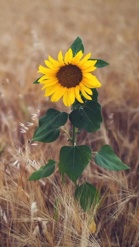 花朵唯美高级感壁纸【花朵图片高级感】