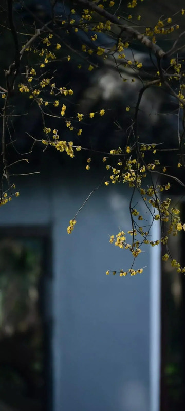 花朵唯美高级感壁纸【花朵图片高级感】