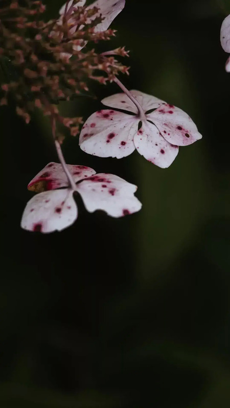 花朵唯美高级感壁纸【花朵图片高级感】