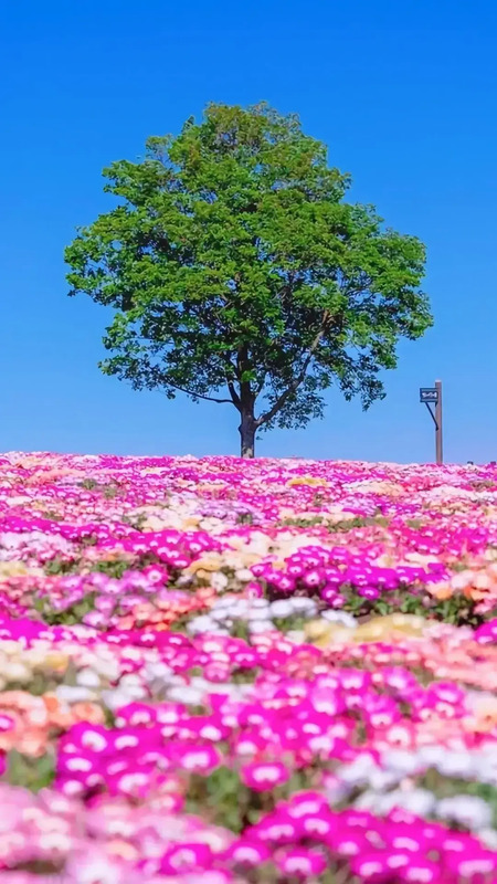 花朵唯美高级感壁纸【花朵图片高级感】