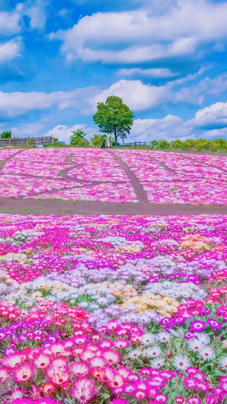 花朵唯美高级感壁纸【花朵图片高级感】