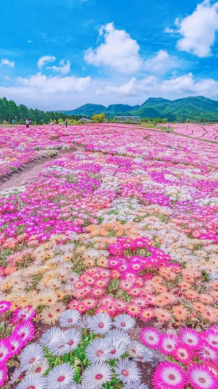 花朵唯美高级感壁纸【花朵图片高级感】