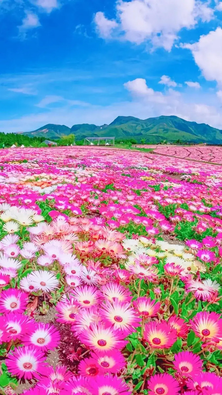 花朵唯美高级感壁纸【花朵图片高级感】