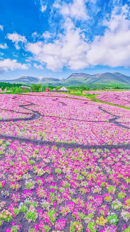 花朵唯美高级感壁纸【花朵图片高级感】