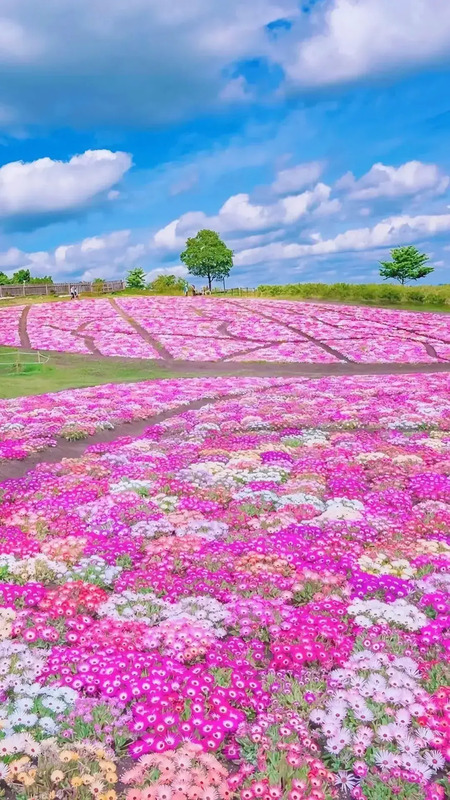 花朵唯美高级感壁纸【花朵图片高级感】