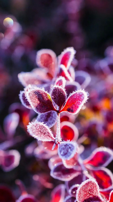 花朵唯美高级感壁纸【花朵图片高级感】