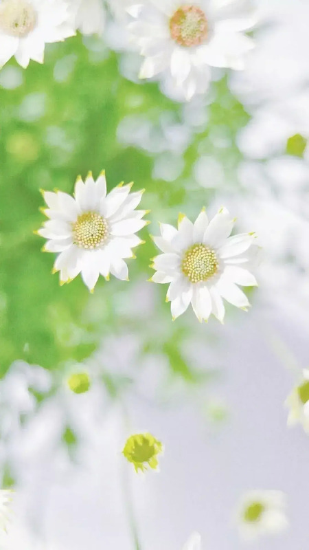 花朵唯美高级感壁纸【花朵图片高级感】