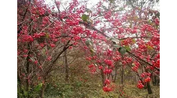 茱萸图片【茱萸图片 植物图片】