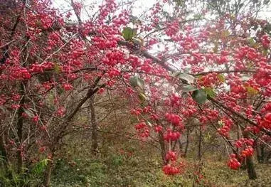 茱萸图片【茱萸图片 植物图片】