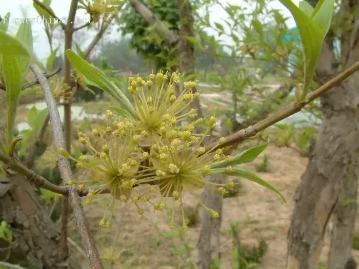 茱萸图片【茱萸图片 植物图片】