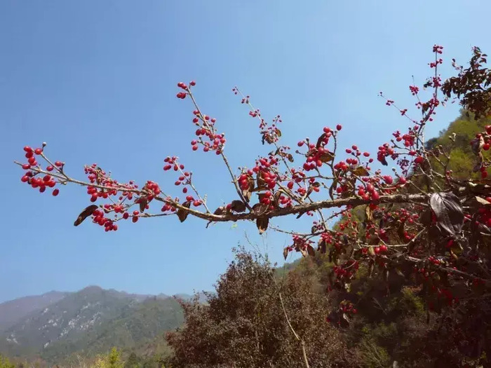 茱萸图片【茱萸图片 植物图片】