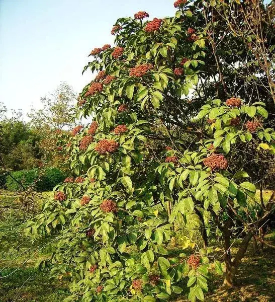 茱萸图片【茱萸图片 植物图片】