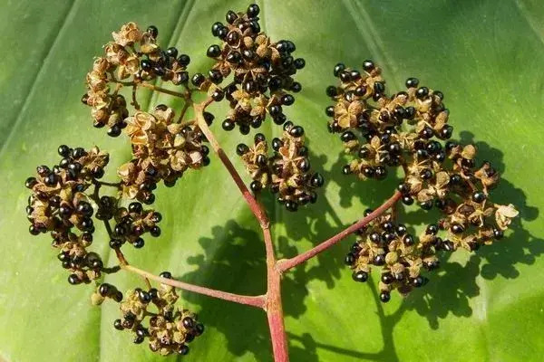 茱萸图片【茱萸图片 植物图片】