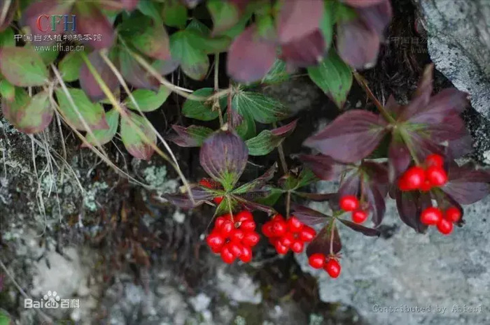 茱萸图片【茱萸图片 植物图片】