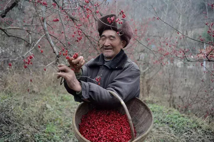 茱萸图片【茱萸图片 植物图片】