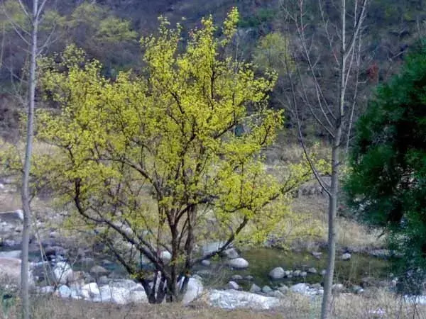 茱萸图片【茱萸图片 植物图片】