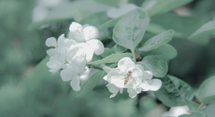 春天花开图片 自然风景【今日春暖花开图片】