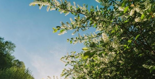 春天花开图片 自然风景【今日春暖花开图片】