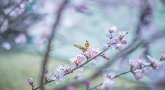 春天花开图片 自然风景【今日春暖花开图片】