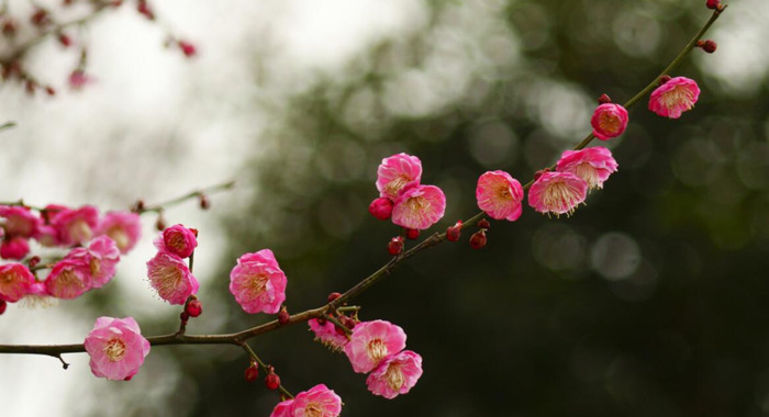 春天花开图片 自然风景【今日春暖花开图片】