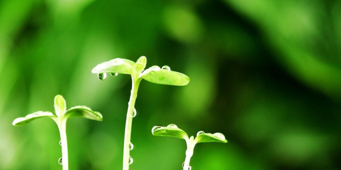 春天花开图片 自然风景【今日春暖花开图片】