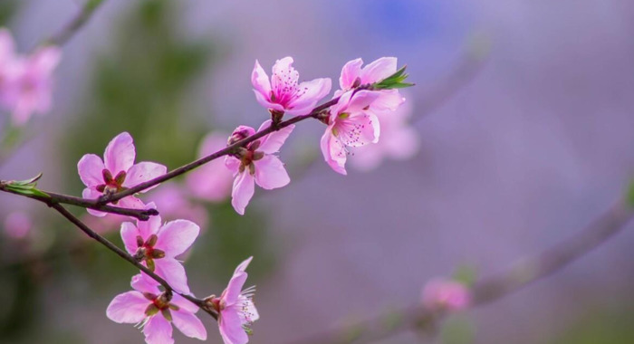 春天花开图片 自然风景【今日春暖花开图片】