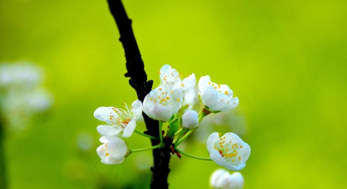 春天花开图片 自然风景【今日春暖花开图片】