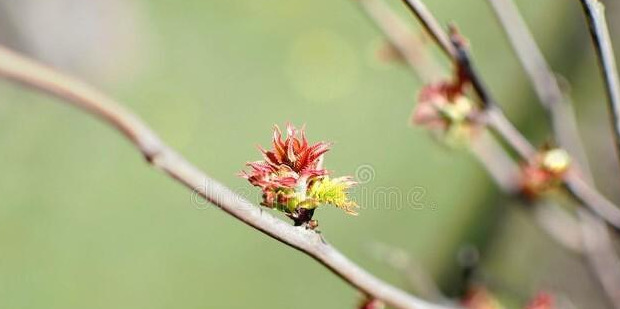 春天花开图片 自然风景【今日春暖花开图片】