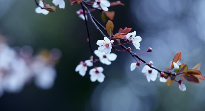 春天花开图片 自然风景【今日春暖花开图片】