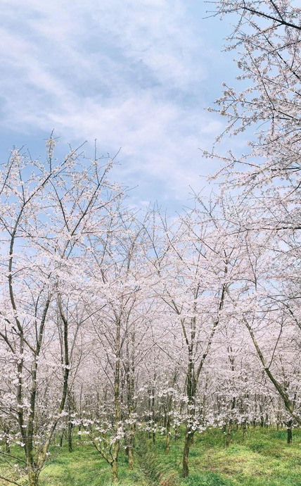 苹果倒计时拍照为什么连拍十张【苹果倒计时拍照怎么关闭连拍】