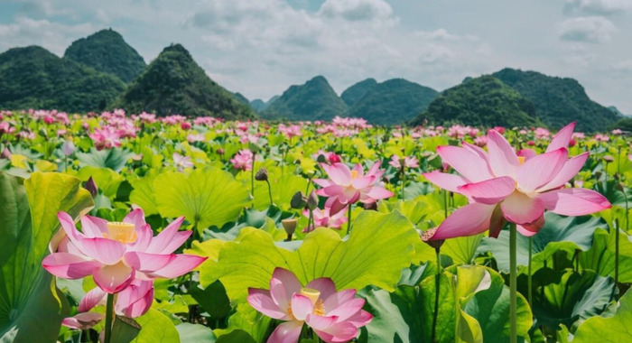 关于花的古诗【写花的古诗】