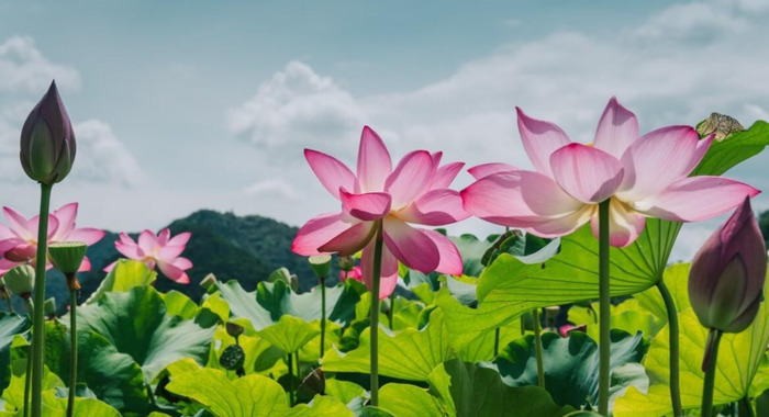 关于花的古诗【写花的古诗】