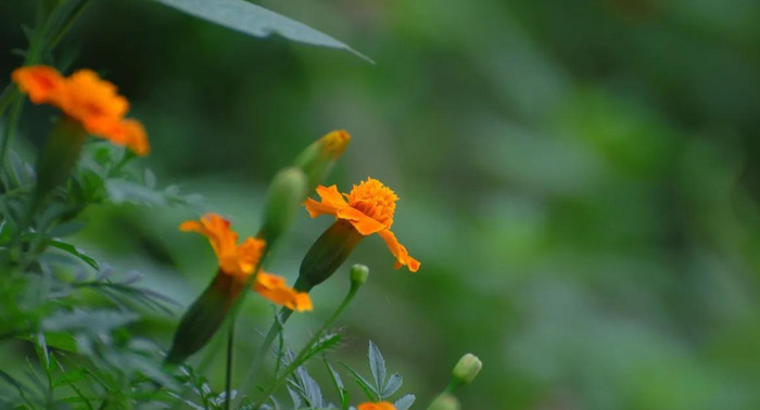 花的图片【花的图片头像微信头像】