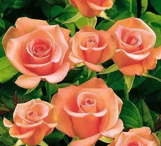 最美的玫瑰花图片清新图片