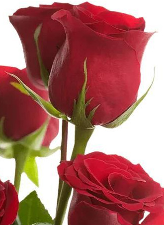 十大最贵的玫瑰花图片图片