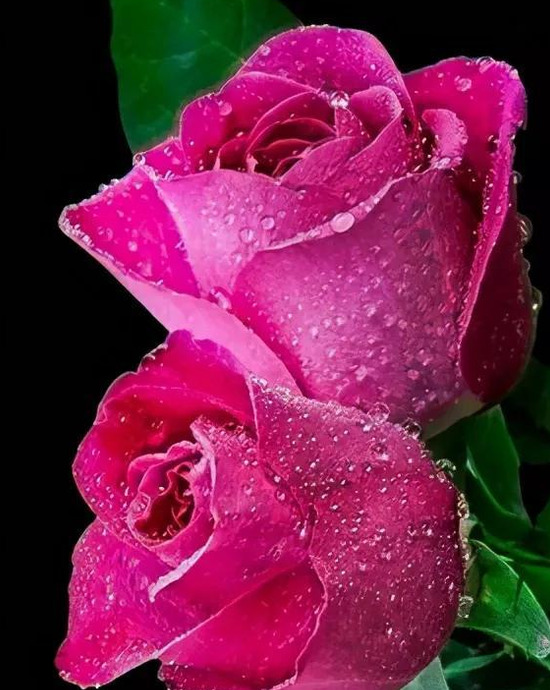 世界上最美的玫瑰花图片