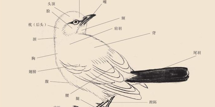 画鸟顺序示例【各种鸟类作品图示】