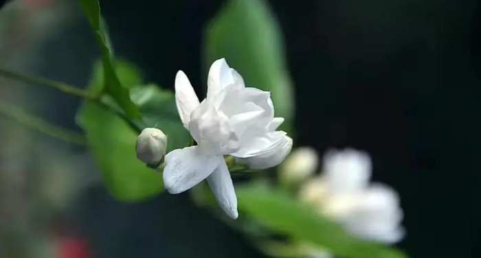 形容白色的句子唯美【形容白色花朵优美句子】