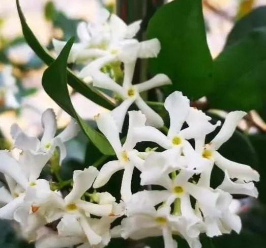 形容白色的句子唯美【形容白色花朵优美句子】