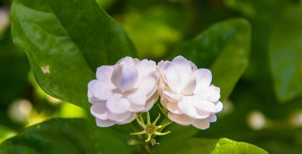 形容白色的句子唯美【形容白色花朵优美句子】