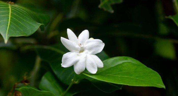 形容白色的句子唯美【形容白色花朵优美句子】