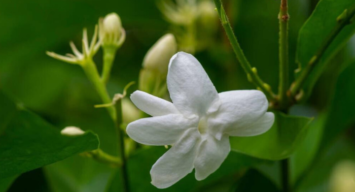 形容白色的句子唯美【形容白色花朵优美句子】