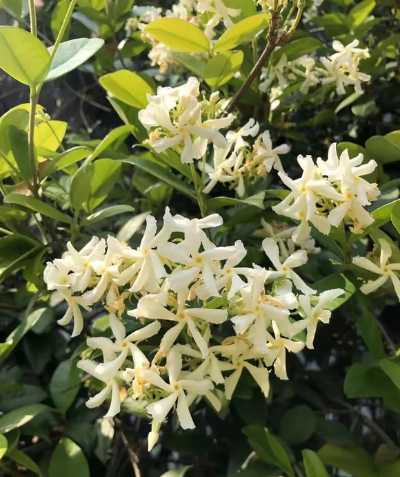 形容白色的句子唯美【形容白色花朵优美句子】